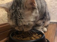 -猫友咖啡店(玉林西路店)