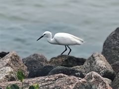 -深圳湾公园(南山区)