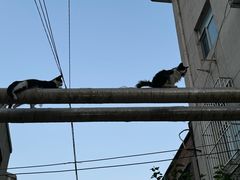-王中王刨冰