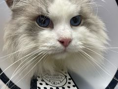 -宠物星动物医院·眼科·异宠·猫科(江南大道总院)