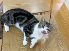 -李小姐の猫咖啡馆(五角场店)