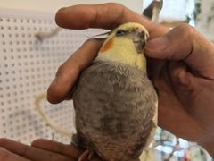 -吉丁鸟咖·异宠·寄养