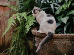 -老屋咖啡
