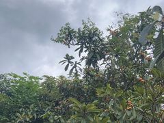 -桃源山庄·水蜜桃采摘·柴火鸡·烧烤团建(龙泉山店)