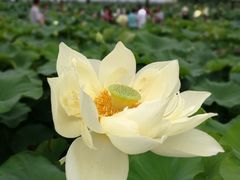 -白洋淀景区
