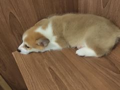 -柯斗斗主题餐厅·狗咖·围炉煮茶·茶饮(国瑞升平里店)