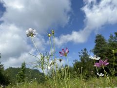 -呼伦贝尔大草原