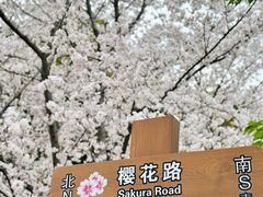 -顾村公园