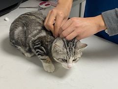 -贝康宠物医院·犬猫全科·小动物特色诊疗中心(东环路店)