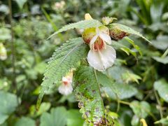 -西岭雪山大飞水景区