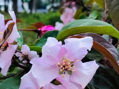 -海棠花溪(元大都城垣遗址公园)