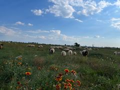 -敕勒川草原文化旅游区