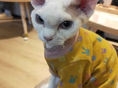 -猫腻·猫咖·撸猫馆(星光大道店)