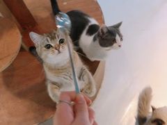 -猫色咖啡·猫咖