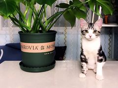 -猫大福·Fortune Cat猫舍(百子湾店)