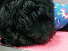 -宠福鑫康馨动物医院·骨科·眼科