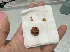 -瑞派雷欧宠物医院·中兽医·眼科·急重症转诊中心(黄台店)
