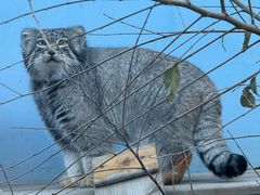 -青藏高原野生动物园