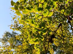 -三里屯东五街银杏大道