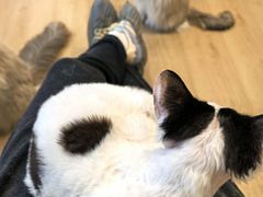 -有喵·猫咖·狗咖·40+猫狗有小奶狗(岗厦店)