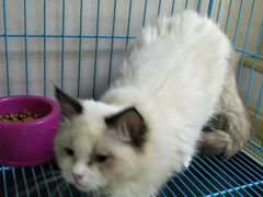 -瑞鹏宠物医院·骨科·猫科·内科(第一中心)