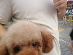 -瑞鹏宠物医院·爱宠堂(环西分院)