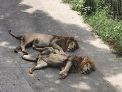 -大连森林动物园