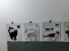 -松果猫咖(桐乡吾悦金街店)