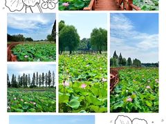 -洪湖生态旅游区