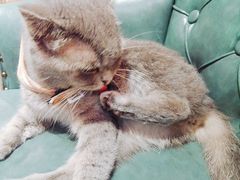 -猫色咖啡·猫咖