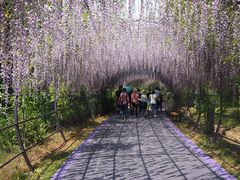 -大塘金香草谷