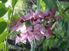 -东寨港红树林旅游区