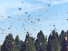 -龙口南山旅游景区