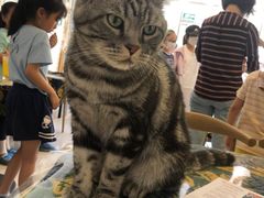 -平行世界·猫咖(首经贸店)