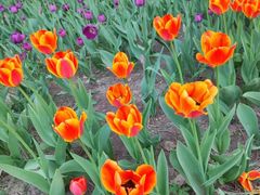 -长春市南湖公园