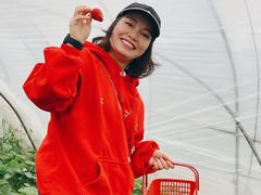 -喜杨洋草莓采摘园