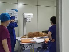-北京观赏动物医院·24小时大型综合·猫专科·异宠专科