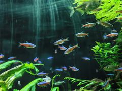 -上海海洋水族馆