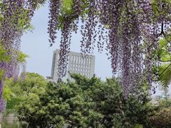 -嘉定紫藤园