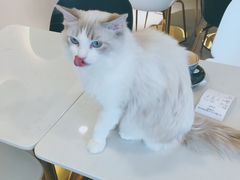 -飞行喵MR PILOT|猫舍·猫咖(静安大融城店)