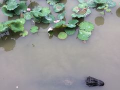 -中国扬子鳄村