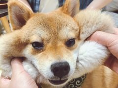-逗柴咖啡屋·狗咖猫咖宠物桌游