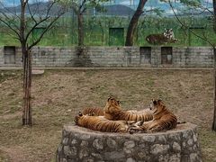 -西安秦岭野生动物园