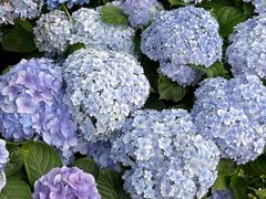 -Lamant Manor已闻花名关於蓝