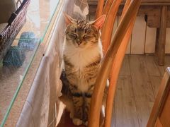 -海边的猫和咖啡馆