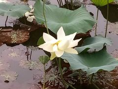 -尚贤河湿地