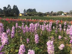 -保利石象湖景区