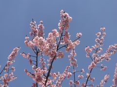 -顾村公园