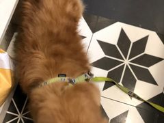 -熊小胖宠物生活馆(天华园店)