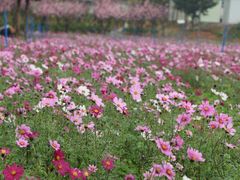 -天适樱花悠乐园
